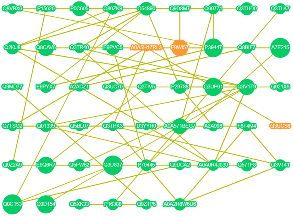 Interaction network of DE proteins. Orange point: up-regulated expression; Green point: down-regulated expression; The larger the point, the higher the correlation; The line indicates that there is a correlation.
