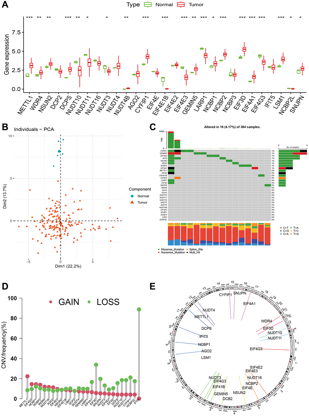 The landscape of m7G regulators in glioma. (A) Expression levels of m7G regulators between tumor and normal samples. (B) PCA of m7G regulators between tumor and normal samples. (C) The gene alterations of m7G regulators in advanced glioma. (D, E) Copy number variation frequencies and chromosomal location of m7G regulators in high-grade glioma.
