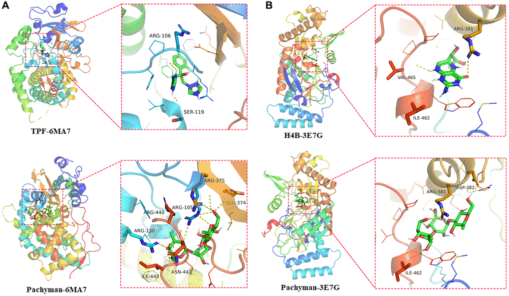 Docking features in pachyman and core target proteins, and interaction between pachyman and target proteins of CYP3A4 and NOS2, accompanied with the binding site of 6MA7 (A) and 3E7G (B).
