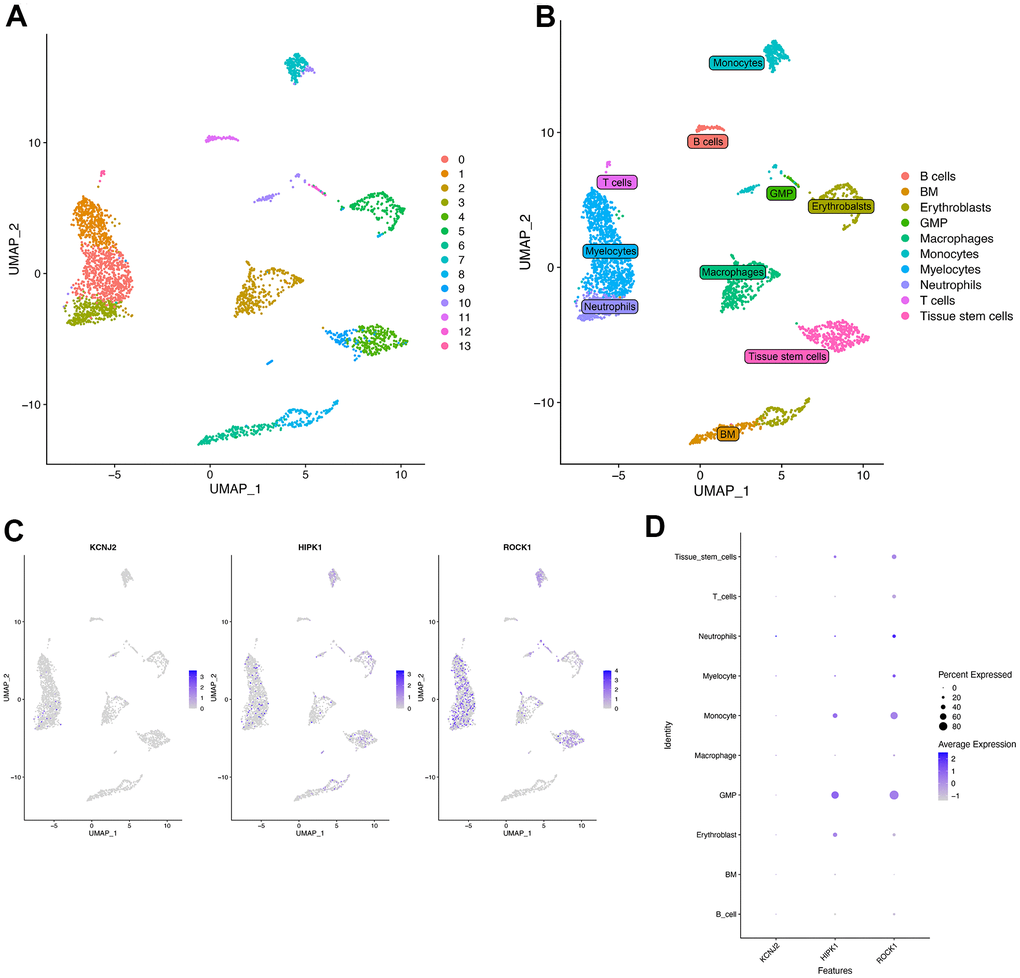 Single-cell RNA analysis on bone marrow-derived mesenchymal stem cells (BM-MNCs) from PMOP patients. (A) UMAP plot showed 13 clusters of BM-MNCs from PMOP patients. (B) UMAP distributions of single cells from the 10 defined cell types annotated by SingleR. Feature plot (C) and dot plot (D) showed the expression of three hub genes in identified clusters and cell types.