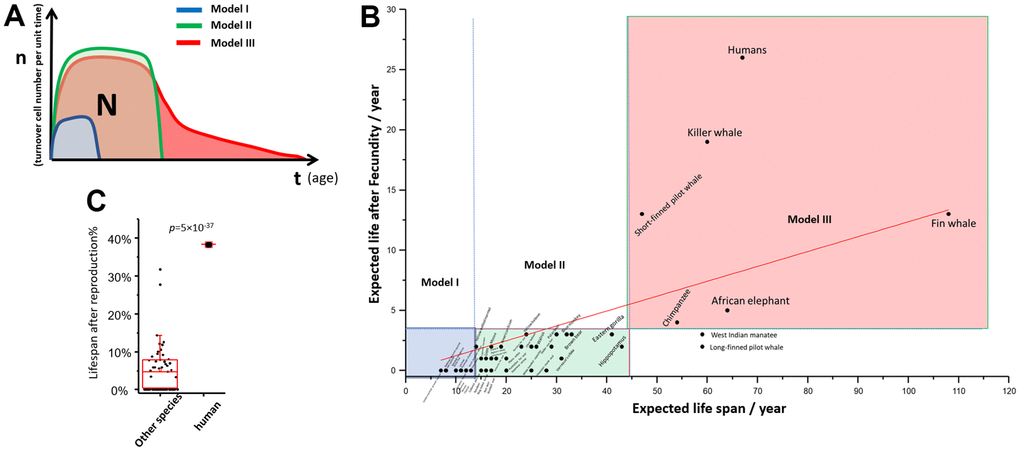 “np” theory of aging among different species. (A) Theoretical “nt” plot of model I, II, III species; (B) Post reproduction life vs expected life span of 51 mammal species; (C) The percentage of post reproduction life to whole life: human against the other mammals. T test was used to calculate statistical significance.