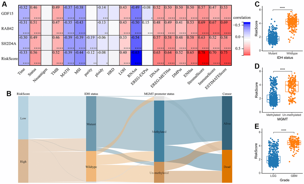 The relationship between risk score and clinical phenotype. (A) Correlations between 3 risk hub genes and tumor stemness, genomic heterogeneity, and immune microenvironment. (B) Sankey Diagram displayed the distribution of the survival status, IDH status, WHO grade, risk score and MGMT promoter status. (C) Analysis of the risk scores in different IDH status, (D) MGMT promoter status, and (E) WHO grades, respectively. *, P 