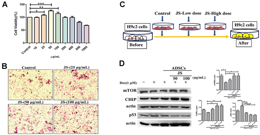 Jing Shi-preconditioned human adipose-derived stem cells (hADSCs) enhanced cytoprotective effects of doxorubicin-challenged H9c2 cells. (A) Cell viability assay indicating cell viability of human adipose-derived stem cells (hADSCs) treated with Jing Shi. (B) Transwell migration assay showing that Jing Shi-preconditioned hADSCs showed more migration efficiency (pink color) compared with that of the control. (C) Schematic diagram outlining the strategy for co-culturing hADSC and doxorubicin-challenged H9c2 cells. (D) Immunoblot results showing that Jing Shi-preconditioned hADSCs co-cultured with doxorubicin-challenged H9c2 cells increased mTOR and CHIP expression and attenuated apoptosis marker p53 protein expression in H9c2 cells. Experiments were performed in triplicate. Data are presented as means ± SEM. *p 