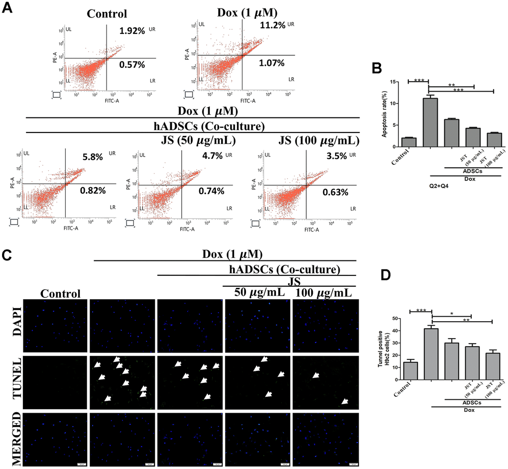 Jing Shi-preconditioned human adipose-derived stem cells (hADSCs) co-cultured with doxorubicin-challenged H9c2 cells decreased doxorubicin-induced apoptosis. (A, B) Flow cytometry analyzing cell apoptosis in H9c2 cells after doxorubicin induction with different JS-preconditioned hADSCs treatment groups versus control. Jing Shi-preconditioned human adipose-derived stem cells (hADSCs) remarkably decreased cell apoptosis in doxorubicin-challenged H9c2 cells (C, D) TUNEL assay indicating apoptotic cells (green color fluorescence) in control and different treatment groups. DAPI counter stain indicates the nucleus. The number of TUNEL positive cells decreased when doxorubicin-challenged H9c2 cells were co-cultured with Jing Shi-preconditioned hADSCs. Experiments were performed in triplicate. Data are presented as means ± SEM. *p 