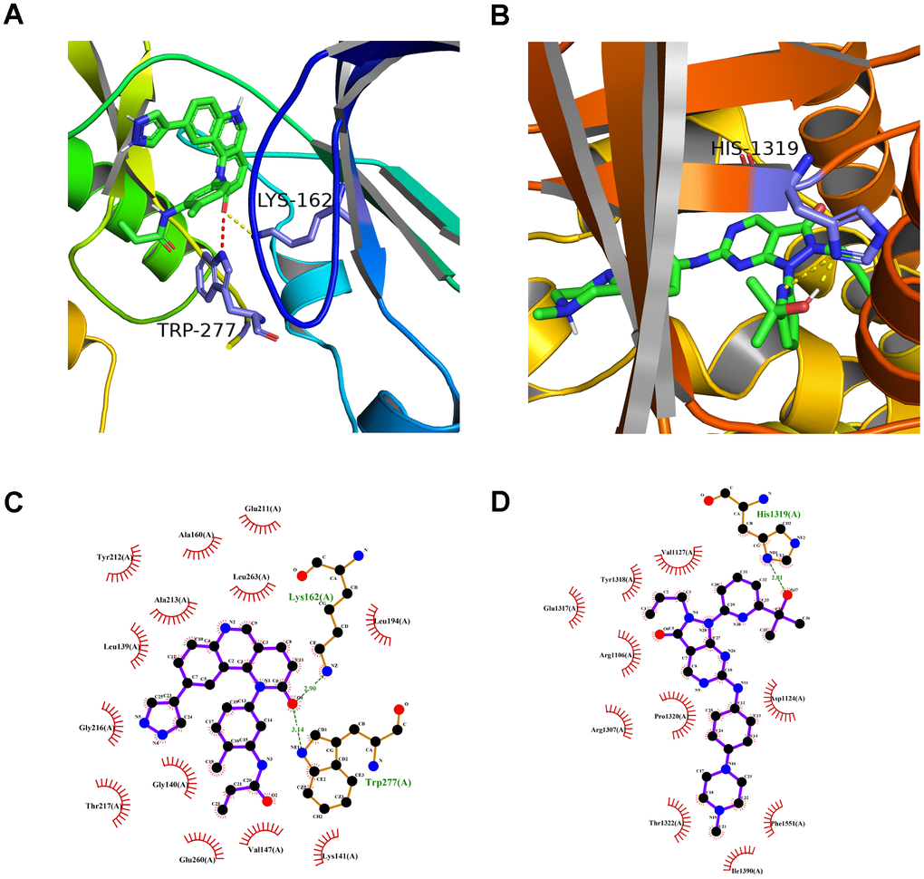 The molecular docking mode of small compounds and proteins. (A) The three-dimensional structure of interaction between QL-X-138 and AURKA. (B) MK-1775 and DUOX1. (C) The two-dimensional structure of interaction between QL-X-138 and AURKA. (D) MK-1775 and DUOX1. The yellow dotted line represents the hydrogen bond, while the red dotted line represents the pi-cation bond.