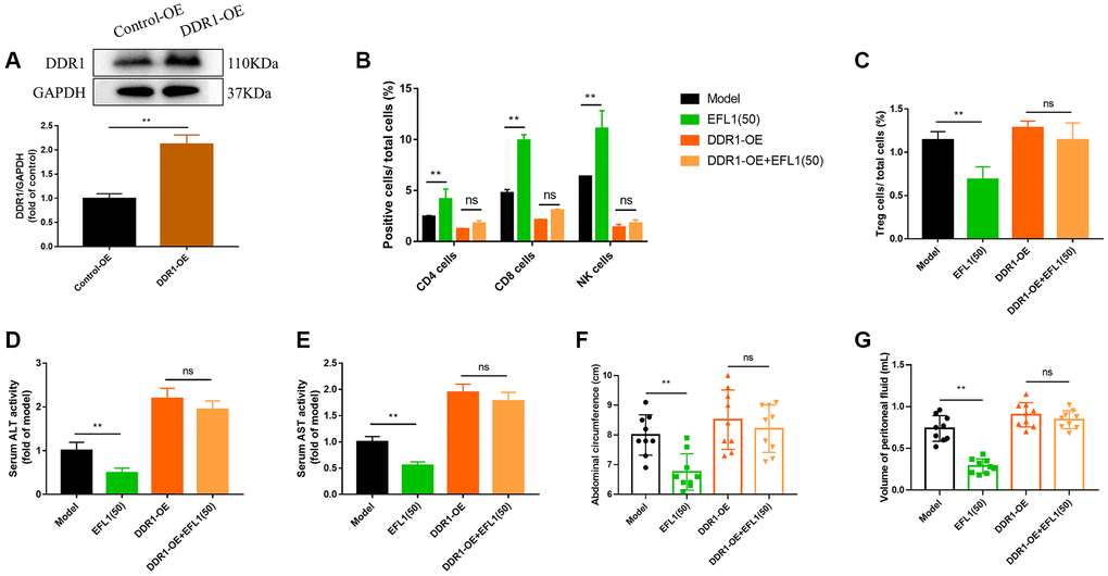 DDR1 overexpression blocked EFL1-induced beneficial effects in SHI mice. (A) Verification of DDR1 overexpression transfection using western blot analysis. n = 6. (B, C) Tumor-infiltrating CD4+, CD8+, CD49b+ T cells and Tregs were analyzed by flow cytometry. n = 3. (D, E) ALT and ALT activities in mouse serum. n = 6. (F, G) Abdominal circumference and peritoneal fluid volume of mice in each group. n = 9. Data were compared using unpaired Student’s t test (A) or two-way ANOVA with Tukey’s post hoc (B–G). **P 