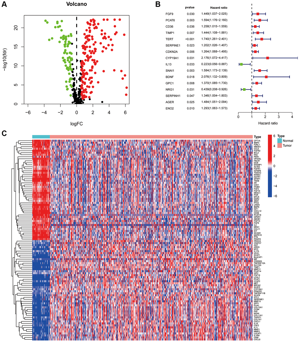 CAF-related genes in COAD. (A) The volcano plot of 244 CAFs-associated genes shows differential expression. (B) The risk forest plot showed that 16 CAF-related genes were associated with COAD prognosis (C) Heat map of differentially expressed CAF-related genes.
