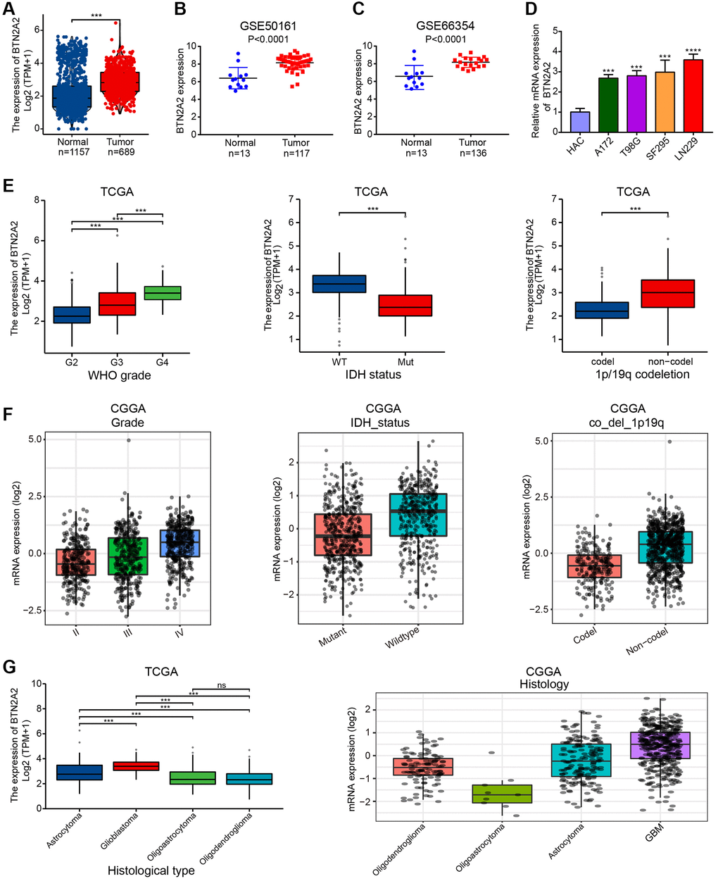 Correlation between BTN2A2 expression and CFs. (A) BTN2A2 expression in patients with glioma in TCGA cohort. (B, C) BTN2A2 expression in patients with glioma in GEO cohort. (D) BTN2A2 expression in normal human astrocytes cells (NHA) and glioma cells (A172, T98G, LN229, and SF295) was determined using qRT-PCR. (E–G) Correlation between BTN2A2 expression and CFs (grade, IDH status, 1p/19q codeletion, age, primary therapeutic outcome, and histological type). *P **P ***P 
