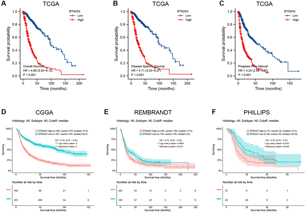 Survival curve for determining the prognostic significance of BTN2A2. (A–C) The significance of BTN2A2 in predicting the prognosis of patients with glioma from the TCGA cohort. (D–F) The significance of BTN2A2 in predicting the prognosis of patients with glioma using CGGA, REMBRANDT, and Phillips databases.