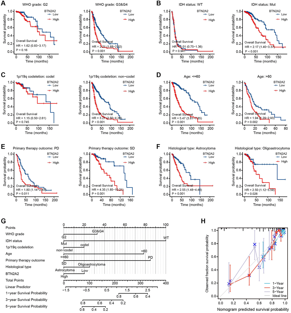 Analyzing the prognostic value of BTN2A2 in different glioma subgroups. (A–F) Correlation between total survival and glioma grade, IDH mutation, and 1p/19q codeletion status, age, primary therapeutic outcome, and histological types. *P **P ***P G) Construction of a nomogram to determine the OS of patients with glioma. (H) The calibration curve was used to determine the OS of patients from the TCGA cohort.