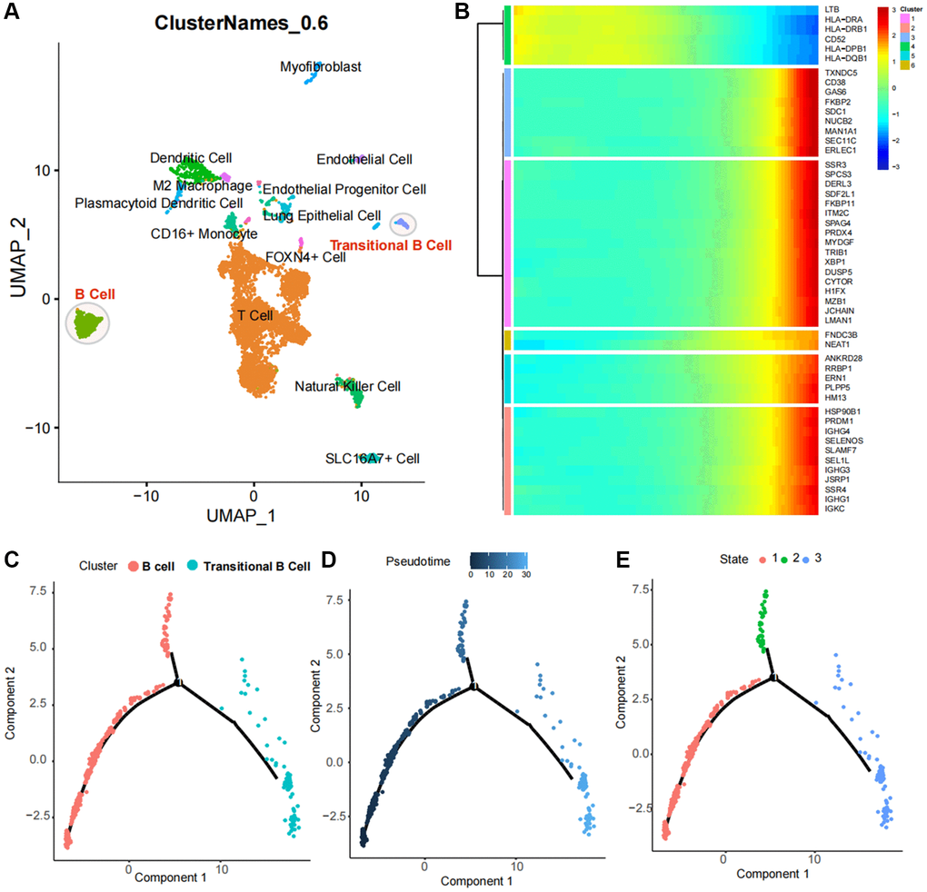 Identification and pseudotime analysis of single-cell subpopulations in lung cancer. (A) Identification of immune cell subpopulations in lung cancer tissues, with T cells as the major subpopulation and B cell populations with two subpopulations spaced apart in the UMAP spatial map, suggesting distinct biological functions. (B) Single-cell pseudotime analysis heat map of B-cell subpopulations. (C–E) Spatial distribution of B-cell populations and Transitional B cells in the pseudotime analysis atlas.