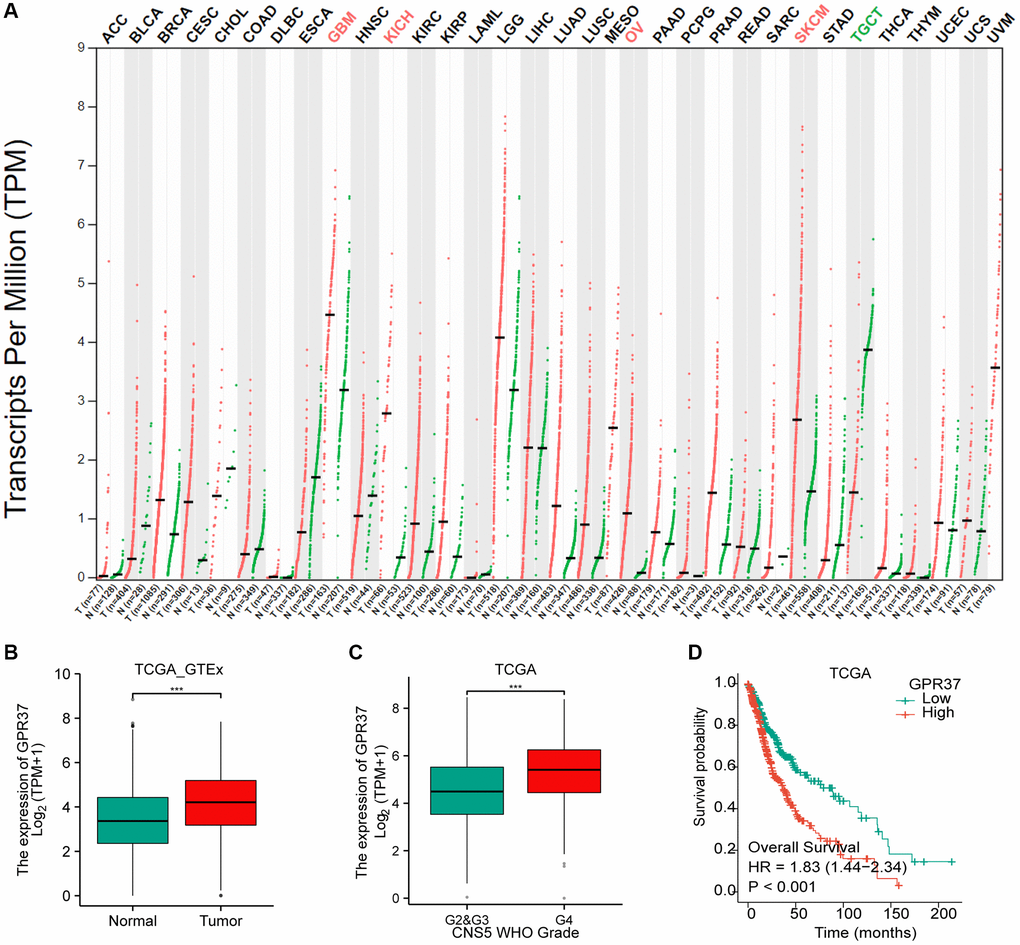 Differential GPR37 expression in glioma and prognostic relevance. (A) Pan-cancer GPR37 mRNA levels. (B) GPR37 expression across glioma samples and normal tissues. (C) Survival curves of GPR37high and GPR37low glioma patients in TCGA dataset (C, D). Abbreviations: OS: overall survival; LGG: low grade glioma.