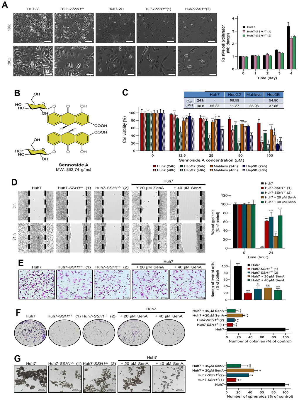 SSH1 inhibition suppresses the viability, oncogenicity, and cancer stemness of HCC cells. (A) Representative western blot images and histograms comparing cell viability in THLE-2, Huh7-WT, Huh7-SSH1-/-(1), and Huh7-SSH1-/-(2) cells at 100x and 200x magnification. (B) Molecular structure of Sennoside A with a molecular weight of 862.74 g/dl. (C) Histograms of the cell viability of Huh7, HepG2, Mahlavu, or Hep3B cells treated with 0 - 100 μM Sennoside A for 24h or 48h, with IC50 indicated. (D) Representative wound-healing migration images and histograms comparing the wound-gap closure in Huh7, Huh7-SSH1-/-(1), Huh7-SSH1-/-(2), 20 μM or 40 μM SenA-treated Huh7 cells. (E) Representative invasion assay images and histograms comparing the number of invaded Huh7, Huh7-SSH1-/-(1), Huh7-SSH1-/-(2), 20 μM or 40 μM SenA-treated Huh7 cells. (F) Representative colony-formation assay images and histograms comparing the number of colonies formed by Huh7, Huh7-SSH1-/-(1), Huh7-SSH1-/-(2), 20 μM or 40 μM SenA-treated Huh7 cells. (G) Representative tumorsphere-formation assay images and histograms comparing the number of tumorspheres formed by Huh7, Huh7-SSH1-/-(1), Huh7-SSH1-/-(2), 20 μM or 40 μM SenA-treated Huh7 cells. WT, wild type; SenA, Sennoside A; *p p p 