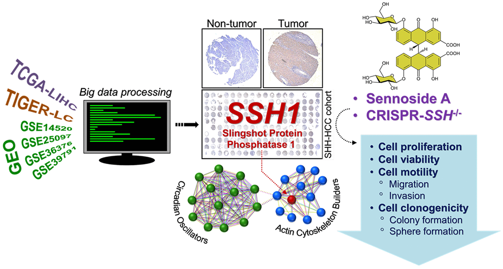Graphical abstract showing that the oncogenic activity of SSH1 is mediated by circadian rhythm disruption and Wnt/β-catenin signaling activation, and that SHH1 is molecular and pharmacological target in patients with HCC.