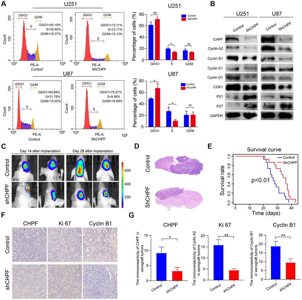 The significant role of CHPF in cell cycle of glioma and knock-down of CHPF inhibited glioma growth in vivo. (A) Effects of CHPF knockdown on cell cycle stages of U251 and U87 cells. (B) Effects of CHPF knockdown on the expression of cyclin A2, cyclin B1, cyclin E1, cyclin D1, CDK1, P21, P27 in U251 and U87 cells. (C, D) H&E staining of brain sections demonstrated a significant decrease in tumor volume after CHPF-knockdown at 30 days post implantation. (E) Kaplan-Meier survival curves showing a significant increase in median survival of CHPF-knockdown tumor-bearing mice. (F, G) The tissue micrographs of the two groups and the representative micrographs of the immunohistochemistry using antibodies against CHPF, Ki67, Cyclin B1 were shown. ns P > 0.05, * P 