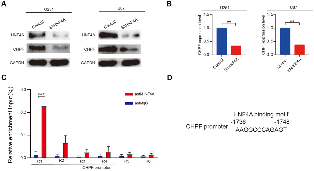 HNF4A stimulated transcription of CHPF in glioma. (A, B) mRNA and protein expression of CHPF in U87 and U251 cells after HNF4A knockdown. (C, D) ChIP assays were performed in U251 cells using a specific HNF4A antibody (anti-HNF4A) or a control normal IgG (anti-IgG) and detected the binding region on the promoter of CHPF was R1. ns P > 0.05, * P 