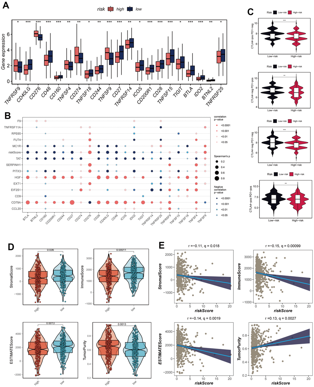 Analysis of immune cell content and immune checkpoint. (A) A box plot showed that differences in immune checkpoint gene expression between high- and low-risk groups. (B) Correlation between model genes and immune checkpoint. (C) The low-risk group has significantly greater IPS, IPS-CTLA4-neg-PD-1-neg, IPS-CTLA4-pos-PD-1-neg, IPS-CTLA4-neg-PD-1-pos, and IPS-CTLA4-pos-PD-1-pos. (D) The violin plot demonstrated the difference in Stromal Score, Immune Score, ESTIMATE Score, and tumor purity calculated using the ESTIMATE algorithm between the two risk subgroups. (E) The correlations in Stromal Score, Immune Score, ESTIMATE Score, and tumor purity were calculated using the ESTIMATE algorithm between the two risk subgroups. Note: *P P P 