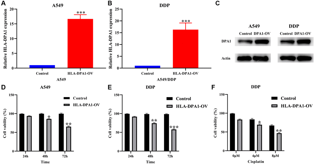 HLA-DPA1 overexpression inhibits cancer cell proliferation and promotes cell sensitivity to cisplatin in LUAD. (A–C) A549 and A549/DDP cell assays using RT-PCR and Western blotting (D, E) Assessment of A549 and A549/DDP cell proliferation; (F) A549/DDP cell sensitivity to cisplatin. Abbreviation: LUAD: lung adenocarcinoma.