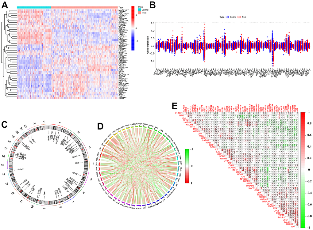 Identification of dysregulated 51 DEOSGs in AD. (A) Heatmap presented the 51 DEOSGs. (B) Boxplots showed the expression of 51 DEOSGs between Treat (AD) and Control (non-AD). (C) The location of 51 DEOSGs on chromosomes. (D) Gene relationship network diagram of 51DEOSGs. (E) Correlation analysis of 51 DEOSGs.
