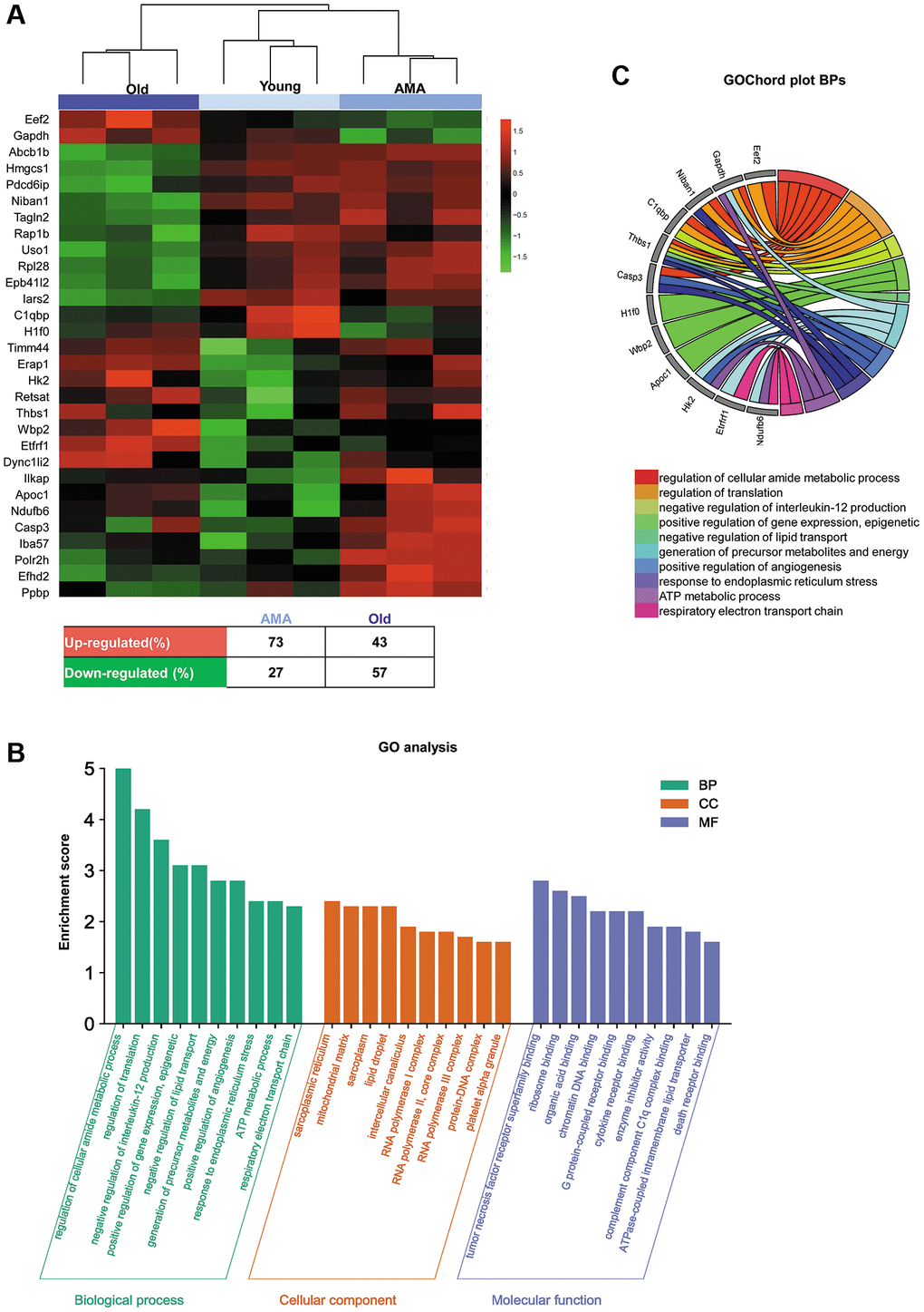 Ovarian proteomic profiling of a NOD/SCID mouse model for physiological human aging. (A) Hierarchical clustering based on the mean expression of the 30 significantly differentially expressed proteins (DEPs) between young, advanced maternal age (AMA), and old mice identified by ElasticNET regression analysis. The table beneath the heatmap shows an overview of the DEPs from the AMA and old mice, with respect to the young mice. (B) Significantly enriched Gene Ontology (GO) biological processes, cellular components, and molecular function (FDR C) GOChord plot of the top ten biological processes for young, AMA, and old mice, showing the relationship between pathways and the most relevant genes between them.