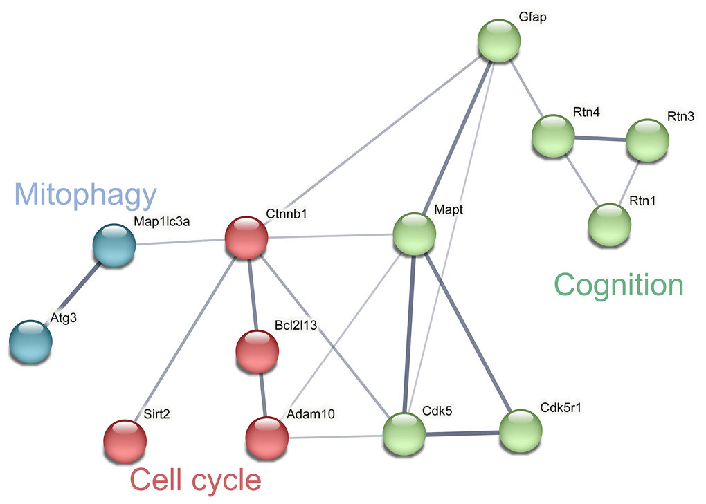 Network analysis and visualization of related proteins including cycle, mitophagy and cognition. The thickness of the line indicates the confidence of interaction. Different marker colors indicate varied clusters of protein function (Blue represents mitophagy, red represents cell cycle and green represents cognition).