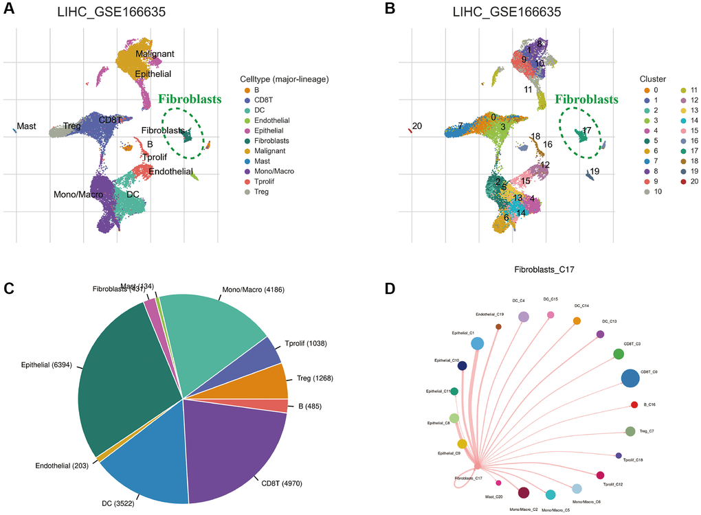 Single-cell sequencing analysis of HCC tissue. (A) Annotation of cell clusters into 11 cell categories. (B) Cluster classification of different cells. (C) The proportion of different cell types. (D) The communication network between CAFs and other cells.