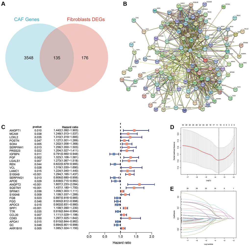 Identification of CAFs-associated genes in HCC. (A) A total of 311 DEGs and 3683 CAFs-related genes were overlapped to obtain 135 intersecting genes. (B) Protein interaction network map of the 135 intersecting genes. (C) A total of 30 prognosis-associated genes were obtained using uni-Cox regression. (D) The log (lambda) sequence plot of CAFs-related genes using the LASSO algorithm. (E) LASSO coefficient profiles of the eleven CAFs-associated genes.