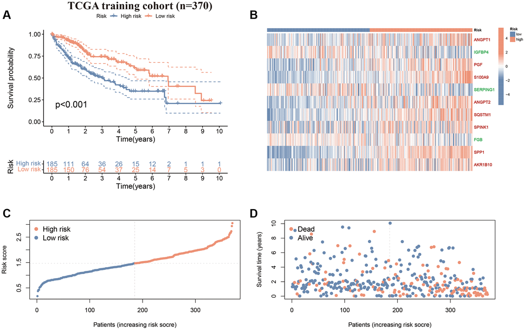 CAFRss in the TCGA-LIHC cohort. (A) K-M curves for OS. (B) Heat map displaying the expression levels of the 11 genes in the CAFRss (Red genes represent risk factors; green genes represent protective factors). (C, D) Risk score distribution curves and survival status plots.