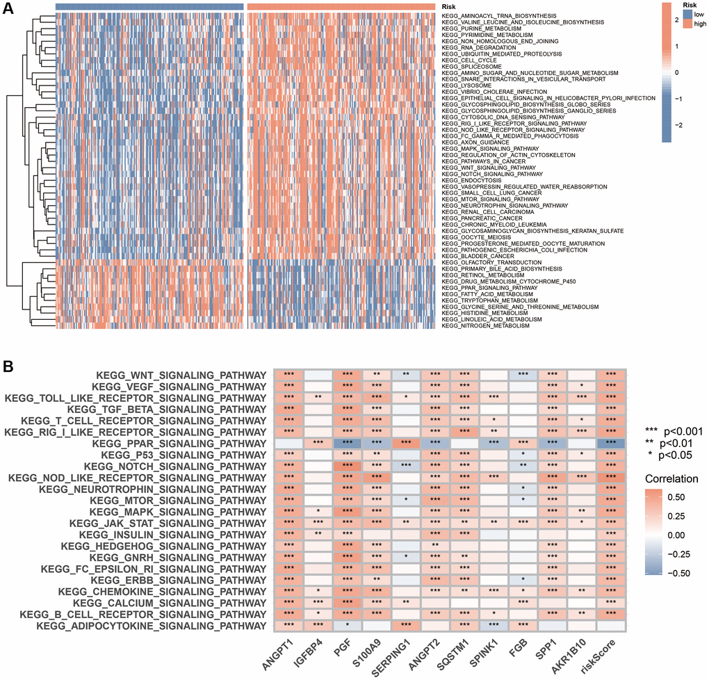 GSVA analysis based on the CAFRss. (A) The heat map displays the KEGG pathways enriched in the two risk subgroups. (B) The heat map demonstrates the correlation between the expression of 11 genes in the CAFRss and key tumour-related signalling pathways. *P **P ***P 