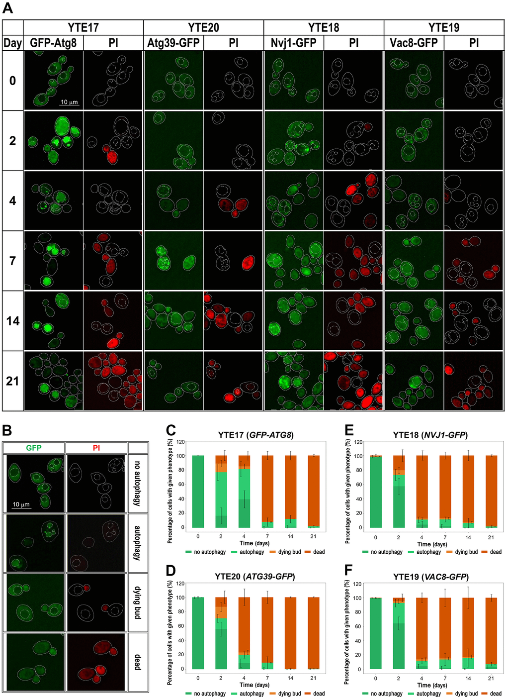 Changes in the autophagy markers’ localization during chronological aging. (A) Microscopic analysis of strains carrying fluorescently tagged autophagy markers: YTE17 (GFP-ATG8), YTE20 (ATG39-GFP), YTE18 (NVJ1-GFP), and YTE19 (VAC8-GFP) in a given day of CLS experiment. Examples shown in (A) are focused on cells that were still viable at the analyzed time point. The microscopic images were collected and processed under the same conditions, so the differences in signal intensity are veritable. Cell borders are marked with solid lines, and vacuole outlines, determined based on CMAC staining, are marked with a dashed line. (B) Categories of counted phenotypes - examples. (C–F) The microscopic results quantification is shown as a percentage of cells presenting a given phenotype in the population from a specific time point. Three biological repetitions were performed; in each, at least 300 cells were analyzed for every time point. Graphs show the mean of all biological repetitions; whiskers represent standard deviations. Results obtained for YTE17 (GFP-ATG8) (C), YTE20 (ATG39-GFP) (D), YTE18 (NVJ1-GFP) (E), and YTE19 (VAC8-GFP) (F) are shown.