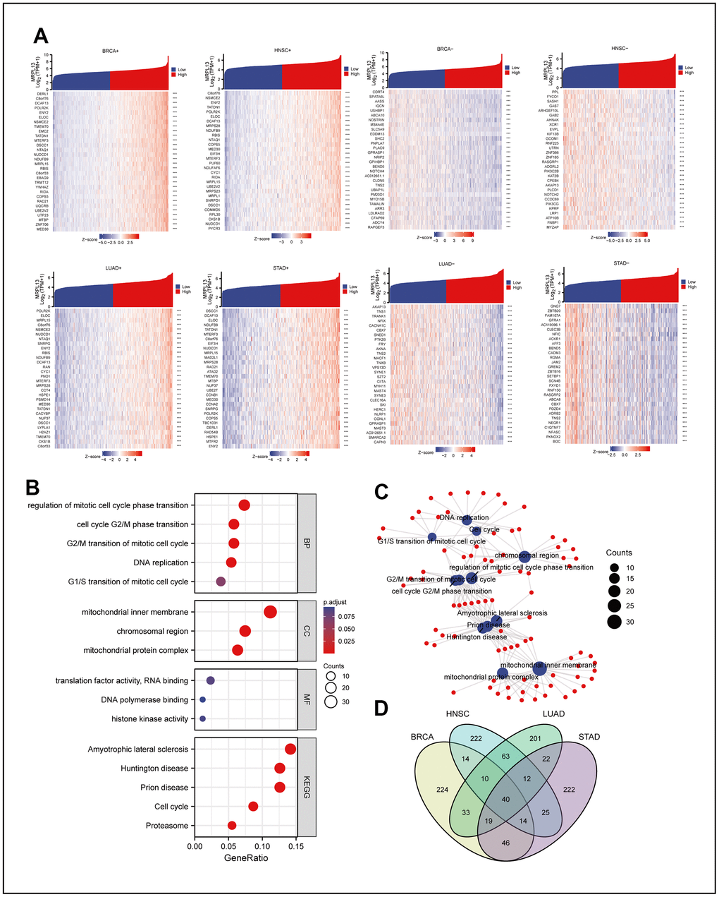 Co-expression network analysis of MRPL13 in pan-cancer and co-expression network enrichment analysis. (A) The top 30 positive and negative genes related to the expression of MRPL13 in BRCA, LUAD, HNSC and STAD. (B) GO and KEGG analyses for genes related to the expression of MRPL13 in at least two cancers (C) the result of GO and KEGG analyses visualize with R language pack ggplot2 (red: molecular: blue: enrichment results). (D) Veen map shows the intersection of genes related to the expression of MRPL13 in BRCA, LUAD, HNSC and STAD.