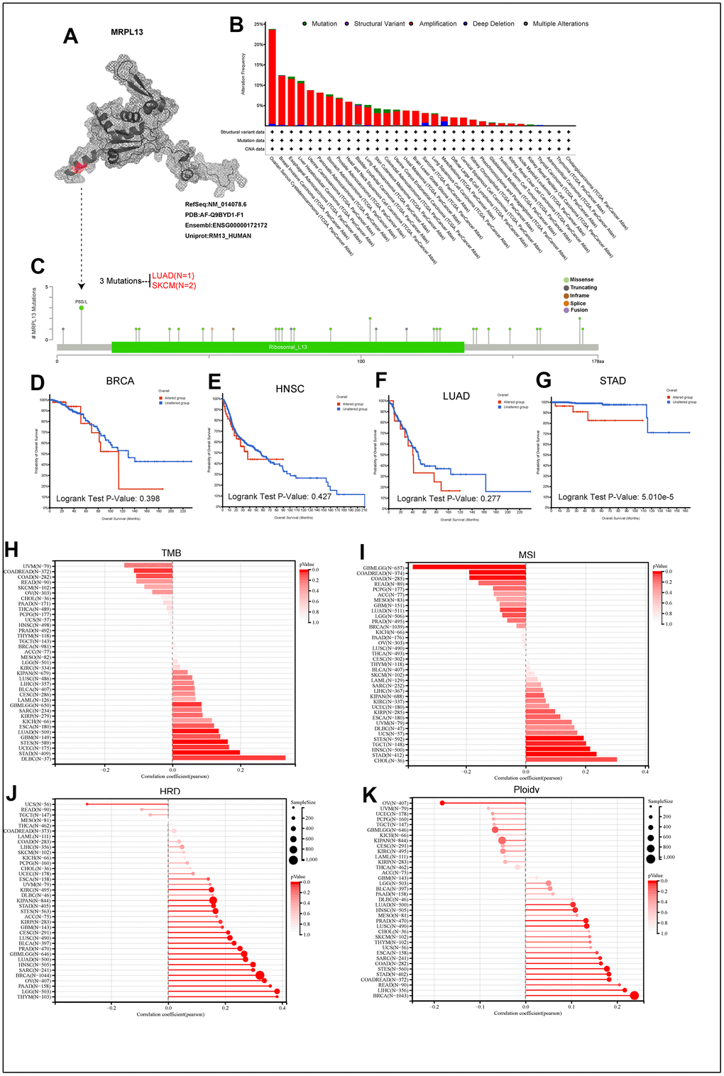 The genetic alterations of MRPL13. (A) The protein structure of MRPL13. (B) Analysis of MRPL13 alteration frequency in different tumor types according to cBioPortal dataset. (C) The mutation types, number, and sites of MRPL13 in pan-cancer analysis according to cBioPortal dataset. (D–G) Relationship between MRPL13 mutation status and overall survival in BRCA, LUAD, HNSC and STAD. (H–K) The association of TMB, MSI, HRD, PLOIDY with MRPL13 in pan-cancer.