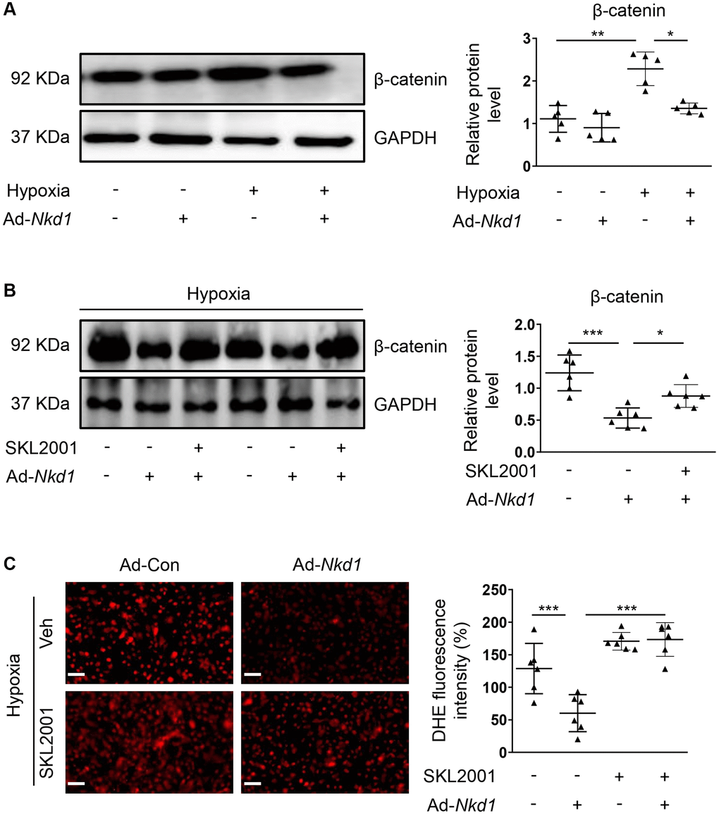 Downregulated β-catenin is responsible for NKD1-mediated regulation of oxidative stress in hypoxia-treated PASMCs. (A) PASMCs were transfected with Ad-Con or Ad-Nkd1 and then cultured in the condition of normoxia or hypoxia. The relative expression of β-catenin in above-treated PASMCs was assessed by western blotting (post hoc for Dunnett’s T3 test; n = 5 samples). Hypoxia-challenged PASMCs were transfected with Ad-Con or Ad-Nkd1 and then cultured with or without SKL2001 treatment. (B) The relative expression of β-catenin in above-treated PASMCs was assessed by western blotting (post hoc for LSD test; n = 6 samples). (C) Above treated PASMCs were stained with DHE. Representative pictures and the corresponding quantification of DHE fluorescence intensity were shown (post hoc for LSD test; n = 6 samples). Bar = 50 μm. Data were shown as mean ± S.D. *P **P ***P 