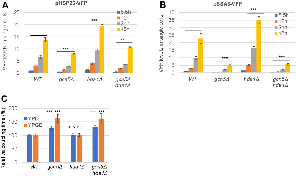 Gcn5 exhibits an epistatic relationship with Hda1 in starvation-induced HSP expression and cell growth. (A, B) Starvation-induced expression levels of pHSP26-VFP (A) and pSSA3-VFP (B); (C) Relative growth rates. YPD (2% glucose) and YPGE (3% glycerol and 1% ethanol). The levels of the HSP reporters in WT cells at exponential phase (5.5h) were set to 1. The significance of differences was revealed by two-factor ANOVA analysis for HSP reporters across all the timepoints (A, B) or by student’s t-test for growth rates (C). ***: p  0.05. Error bars represent standard deviation calculated from biological triplicates.