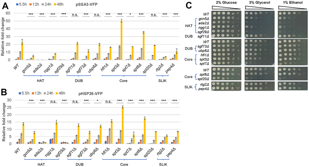 Gcn5 functions within the HAT module of the SAGA/SLIK complex to promote starvation-induced gene expression and respiratory growth. (A, B) Relative expression levels of pSSA3-VFP (A) and pHSP26-VFP (B) in mutants of the SAGA/SLIK complexes; (C) Spotting assays of cell growth on YPD (2% glucose), YPG (3% glycerol) and YPE (1% Ethanol) media. HAT, histone acetyltransferase module; DUB, deubiquitinase module; Core, Core module; SLIK, SAGA-like complex. Expression levels of the two reporters in WT cells at 5.5h post-inoculation was set to 1. Error bars represent standard deviation calculated from biological triplicates. The significance of difference between WT and mutants across all time points was revealed by two-factor ANOVA analysis. ***: p  0.05.