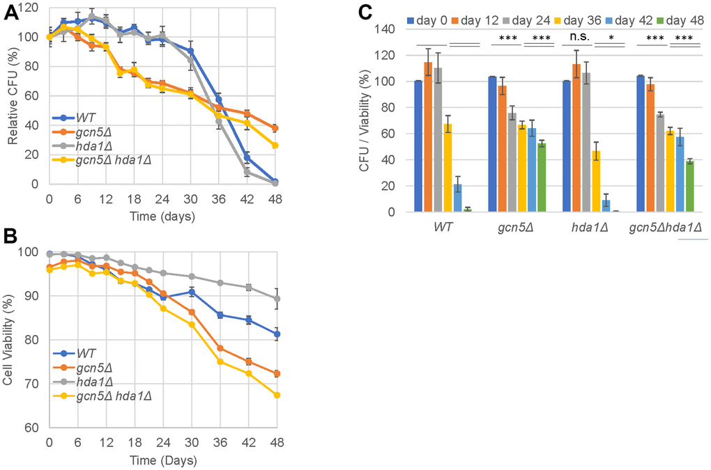 Gcn5 displays contradictory roles in the regulation of chronological lifespan. (A) Relative CFU; (B) Cell viability; (C) Normalised CFU to cell viability. Two-factor ANOVA analysis was conducted to reveal the significance of differences across the indicated timepoints. ***: p  0.05.