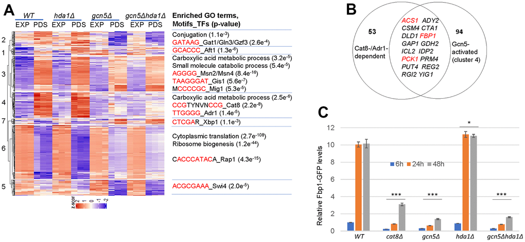 Gcn5 transcriptionally promotes starvation-induced stress response and respiratory metabolisms. (A) Hierarchical clustering of differentially expressed genes regulated by GCN5 at PDS phase (n=594, net log2 Fold change >= 1). (B) A pie chart showing the overlap genes between Cat8-/Adr1-targets and those dependent on Gcn5 in cluster 4. (C) Relative Fbp1-GFP levels in cells grown to glucose starvation; The significance of differences was revealed by two-factor ANOVA analysis for Fbp1-GFP reporters across all the timepoints. ***: p  0.05. Error bars represent standard deviation calculated from biological triplicates.