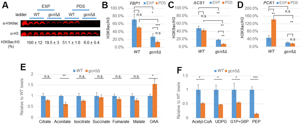 Gcn5 is necessary for UDPG and Acetyl-CoA synthesis and H3K9 acetylation in glucose-depleted cells. (A) Global H3K9 acetylation levels in WT and gcn5Δ cells; (B–D) H3K9 acetylation levels in promoters of FBP1 (B), ACS1 (C) and PCK1 (D). (E, F) Relative levels of the TCA cycle metabolites (E) and Acetyl-CoA, UDPG, G1P and G6P together, and PEP (F) measured using LC-MS/MS. Student’s t-test was performed to reveal the differences between WT and gcn5Δ mutants or between EXP and PDS phases. ***: p  0.05. Error bars represent standard deviation calculated from biological triplicates. Abbreviation: EXP: exponential phase, PDS: early post-diauxic shift phase; OAA: oxaloacetate; UDPG: UDP-Glucose; G1P: Glucose-1-phosphate; G6P: Glucose-6-phosphate; PEP: Phosphoenolpyruvate.