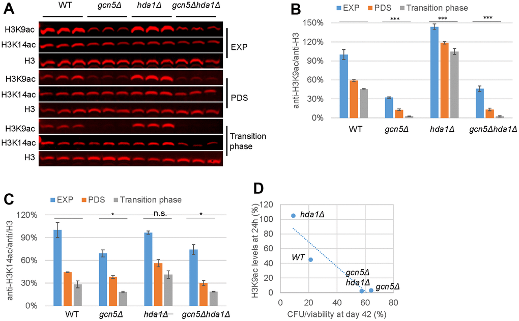 H3K9 acetylation levels mediated by Gcn5 and Hda1 are correlated with senescent populations accumulated in the ageing cell cultures. (A) Global H3K9ac and H3K14ac levels in WT and mutant cells; (B, C) Quantification of H3K9ac (B) and H3K14ac (C); (D) Correlation between H3K9ac levels with CFU/viability ratios. Two-factor ANOVA was performed to reveal the differences between WT and the mutants across different growth phases. ***: p  0.05. Error bars represent standard deviation calculated from biological triplicates. Abbreviation: EXP: exponential phase (6h), PDS: early post-diauxic shift phase (14h) and the transition phase (24h).