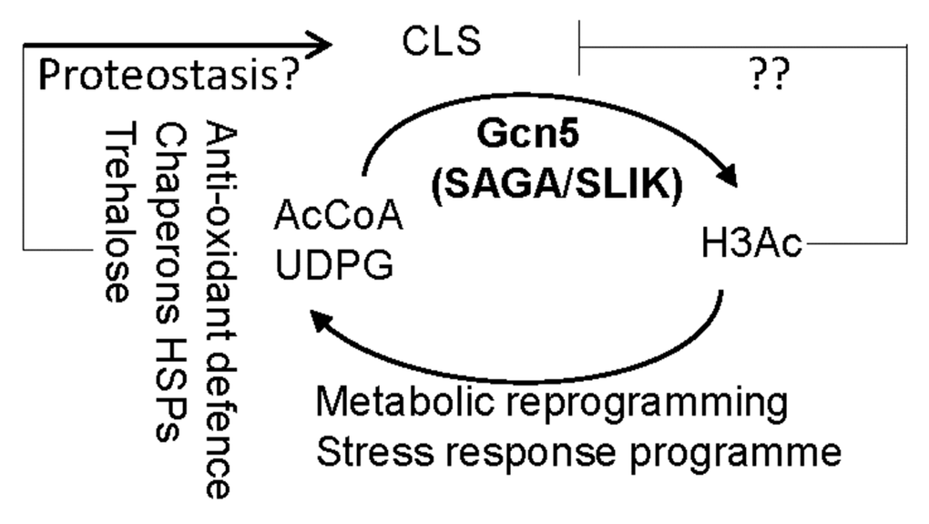 The working model demonstrating the contradictory roles of Gcn5 in CLS regulation. AcCoA: acetyl-CoA. UDPG: UDP-glucose ? and ?? denote respectively the anti-ageing and pro-ageing hallmarks to be determined. Arrow: activation; bar: inhibition.