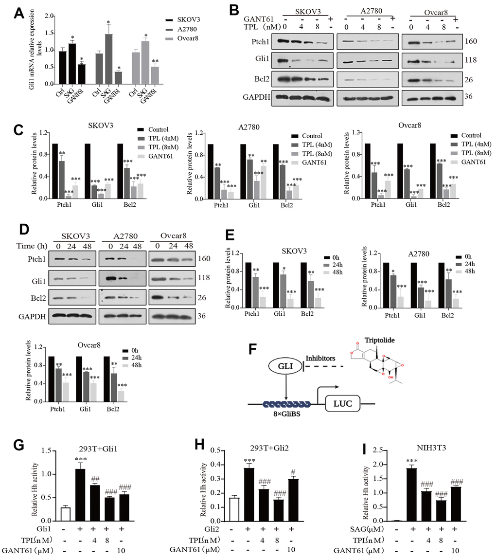 Triptolide inhibits the Hh pathway activity in EOC cells. (A) SAG (1 μM) and GANT61 (10 μM) effects on Gli1mRNA expression EOC cells in vitro. (B, C) Western blot was used to measure the protein levels of Ptch1, Gli1, and Bcl2 in SKOV3, A2780, and Ovcar8 cells for 48 h after TPL or GANT61 administration, GANT61 was used as a positive control, GAPDH was used for normalization. (D, E) The time-dependent effect of TPL (4 nM) on the protein levels of Ptch1, Gli1, and Bcl2 was carried out by Western blot, and GAPDH was used for normalization. (F) The schematic composite screen is used to recognize small molecular Gli antagonists, the molecular structure of TPL is given in the upper right corner. (G, H) The HEK293T cells were transiently transfected with 8xGliBS-Luc, pTK-Renilla, and Gli (Gli1 or Gli2) plasmids for 24 h, then treated with TPL or GANT61 for 36 h, and then the fluorescence value is determined according to the instructions. (I) The NIH3T3 cells were transiently transfected with 8xGliBS-Luc and pTK-Renilla plasmids for 24 h, then treated with various compounds for 36 h. All results were derived from three independent repeated experiments and represented by mean ± SD, * p p p p p p 
