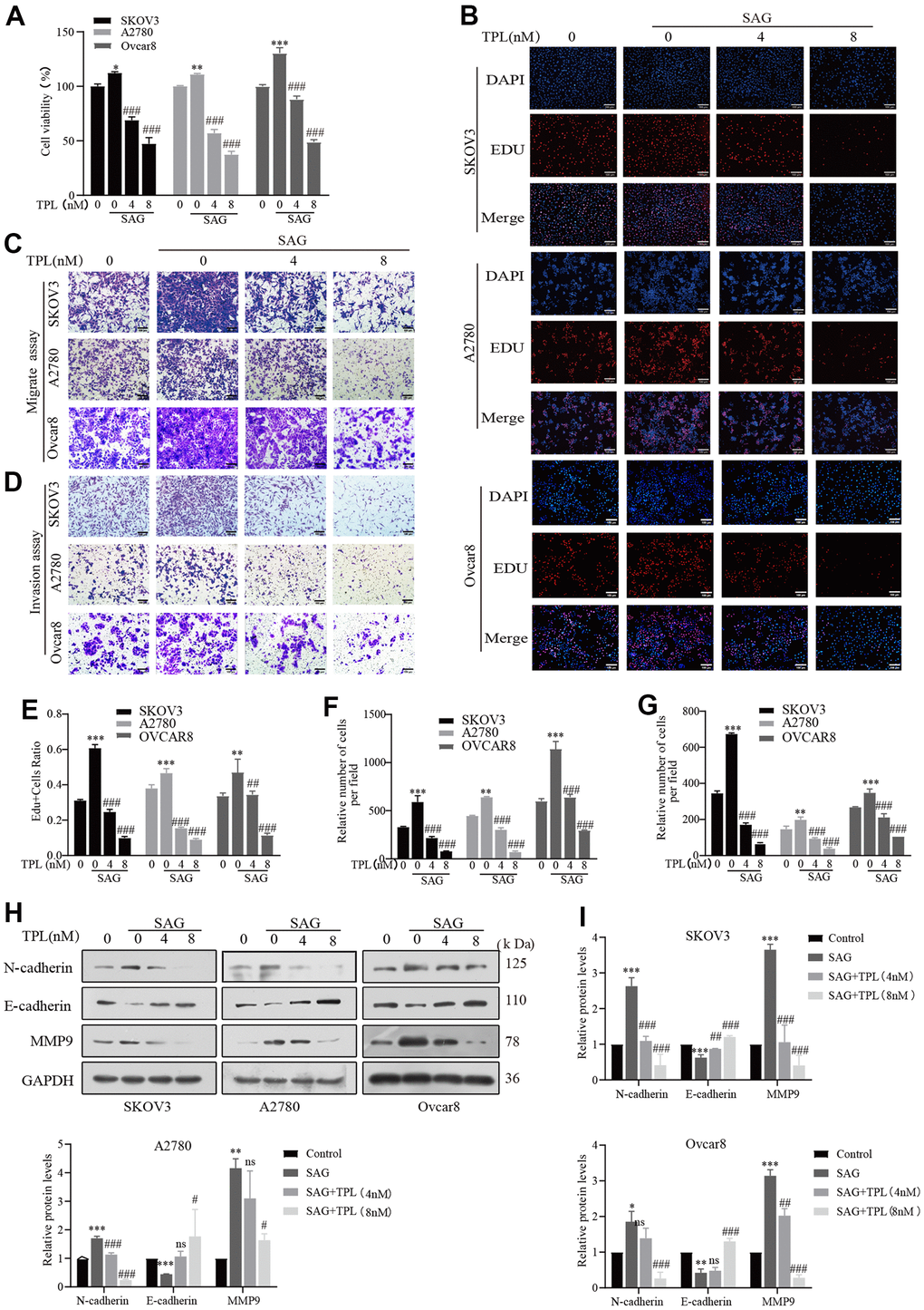 Triptolide inhibits SAG-induced EOC cells proliferation, migration, and invasion. (A, B) TPL inhibited the cell proliferation provoked by SAG (1 μM). (C) Migration assay showed that TPL restrains the SAG-induced migration ability of SKOV3, A2780, and Ovcar8 cells. (D) Invasion assay showed that TPL inhibits SAG-induced invasion ability. (E) The quantification of EdU-positive cells was analyzed. Graph (F) represents the positive cell's number of migrations. Graphs (G) represent the positive cell's number of invasions. (H, I) The effects of SAG on the protein levels of MMP9, E-cadherin, and N-cadherin protein, and TPL could reverse the results produced by SAG, and GAPDH was used for normalization. Scale bar: 100 μm. All results were derived from three independent repeated experiments and represented by mean ± SD, * p p p p p p 