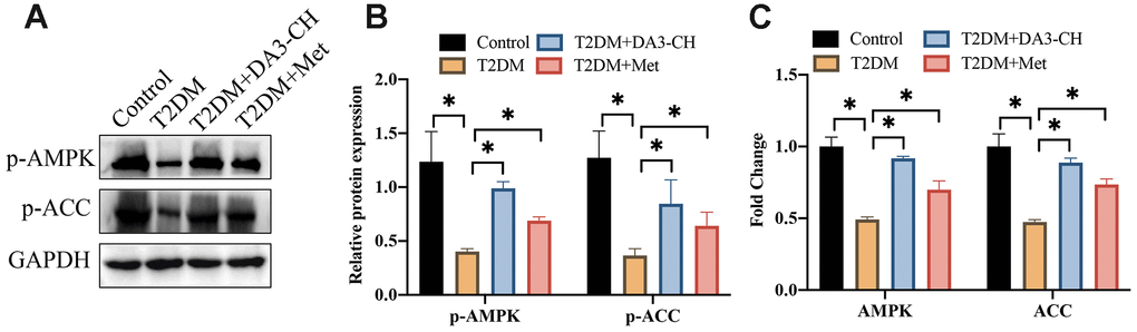 The inactivation of AMPK/ACC signaling pathway in T2DM rats was promoted by DA3-CH. (A) The protein levels of p-AMPK and p-ACC were measured with western blotting; (B) The protein expression was analyzed; (C) The mRNA levels of AMPK and ACC were detected with RT-PCR. * means p 