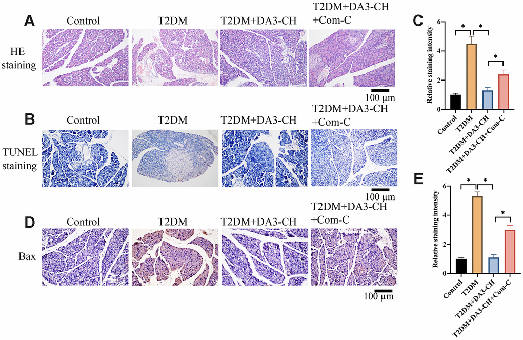 Inactivation of AMPK/ACC signaling pathway by Com-C significantly reversed the influence of DA3-CH on pancreatic injury. (A) HE staining was performed to investigate the influence of DA3-CH and Com-C on pancreatic tissue injury in vivo; (B) Tunel staining was performed to investigate the influence of DA3-CH and Com-C on apoptosis level in vivo; (C) The staining intensity was analyzed; (D) IHC staining was performed to investigate the influence of DA3-CH and Com-C on Bax expression in vivo; (E) The staining intensity was analyzed; * means p 