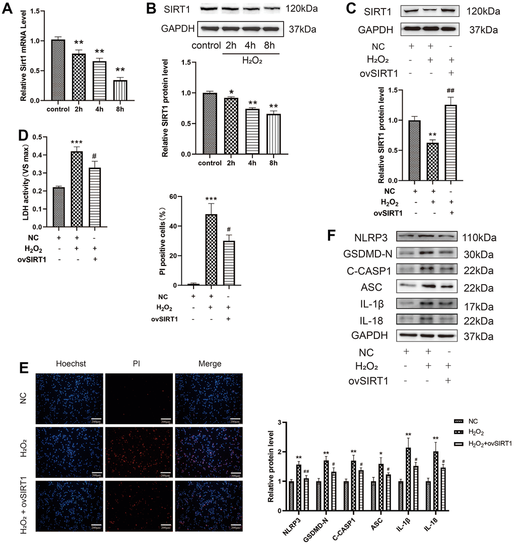 Effect of SIRT1 on the H2O2-induced pyroptosis of HAECs. (A) qRT-PCR results demonstrating the decreased mRNA expression of Sirt1 upon H2O2 treatment in a time-dependent manner. (B) Western blot demonstrating the decreased protein levels of SIRT1 upon H2O2 treatment in a time-dependent manner. (C) Western blot demonstrating the overexpression of the SIRT1 protein in HAECs treated with ov-SIRT1 via transient transfection. (D) LDH release from HAECs treated with or without ov-SIRT1 following H2O2 treatment. (E) PI staining results demonstrating the increased percentage of PI positive cells in H2O2-treated HAECs. Double staining of PI (red) and Hoechst 33342 (blue). The percentage of PI positive cells in H2O2-treated HAECs decreased after transfection with ov-SIRT1. Plotting scale = 200 μm. (F) Western blot demonstrating the increased ratio of NLRP3, GSDMD-N, C-caspase-1, ASC, IL-1β, IL-18 in cells with H2O2 treatment compared with cells without H2O2 treatment. The ratio of NLRP3, GSDMD-N, C-caspase-1, ASC, IL-1β, and IL-18 decreased in cells transduced with ov-SIRT1 under H2O2 treatment compared with cells transduced with NC. (*p**p***p#p2O2, ##p2O2). Data are presented as mean ± SD (n=3). HAECs, human aortic endothelial cells; qRT-PCR, quantitative real-time polymerase chain reaction; LDH, lactate dehydrogenase; PI, propidium iodide; GSDMD, gasdermin-D; ASC, apoptosis-associated speck-like protein containing a CARD; NC, negative control.