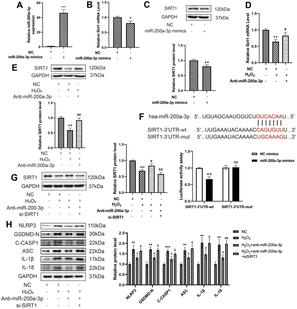 Effect of miRNA-200a-3p on H2O2-induced pyroptosis of HAECs via SIRT1. (A) qRT-PCR results showing the increased expression of miR-200a-3p in HAECs transduced with the miR-200a-3p mimics compared with negative control cells. (B, C) qRT-PCR and western blot results demonstrating the decreased SIRT1 RNA and protein expression in HAECs transduced with miR-200a-3p mimics. (D, E) qRT-PCR results showing the decreased SIRT1 RNA and protein expression in HAECs treated with H2O2 compared with cells that were not treated with H2O2. SIRT1 expression increased in HAECs transduced with the miR-200a-3p inhibitors compared with cells transduced with the NC inhibitor under H2O2 treatment. (F) Schematic of the complementary miR-200a-3p and SIRT1-3'UTR sequences. HEK-293T cells were co-transfected with wild-type or mutant SIRT1-3'UTR reporter constructs and miR-200a-3p mimics or corresponding negative controls (**p, ns, not significant vs SIRT1-3'UTR-mut+NC mimics group). (G) Western blot demonstrating the decreased expression of SIRT1 in HAECs compared with that in negative control cells with or without H2O2 treatment. (H) Western blot demonstrating the decreased ratio of NLRP3, GSDMD-N, C-caspase-1, ASC, IL-1β, and IL-18 in cells transduced with miR-200a-3p inhibitor under H2O2 treatment compared with that in cells transduced with the NC inhibitor. The ratio of NLRP3, GSDMD-N, C-caspase-1, ASC, IL-1β, and IL-18 increased in cells transduced with the miR-200a-3p inhibitor and si-SIRT1 under H2O2 treatment compared with that in cells transduced with the miR-200a-3p inhibitor. (*p**p***p#p2O2,##p2O2, &p2O2+Anti-miR-200a-3p, &&p2O2+ Anti-miR-200a-3p.). Data are presented as mean ± SD (n=3). HAECs, human aortic endothelial cells; qRT-PCR, quantitative real-time polymerase chain reaction; NC, negative control.