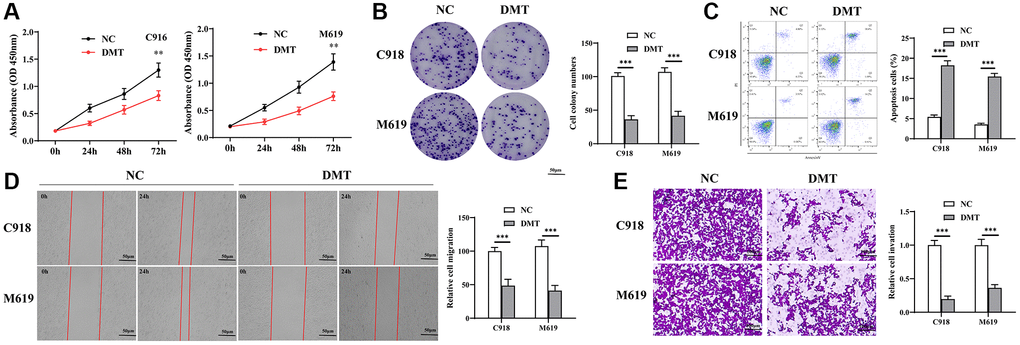 The effect of TPM on UVM cells. (A, B) Cell proliferation detected using CCK-8 assay (A) and colony formation assay (B); (C) Cell apoptosis detected using flow cytometry; (D) Cell migration measured using wound healing test; (E) Cell invasive ability detected using Transwell assay. Abbreviation: TPM: tryptophan metabolism.