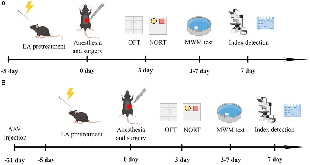 Experimental flow chart of the study (drawn by Figdraw, ID: WYUTPfff42). (A) Rats were treated with EA for 5 days, and then subjected to anesthesia and exploratory laparotomy 24 h after the final EA treatment. On the 3rd day after fracture surgery, mobility of aged rats was assessed with the open-field test (OFT) and cognitive function was evaluated with the novel object recognition test (NORT). On days 3–7 after surgery, cognitive function was assessed with the MWM test. (B) Twenty-one days before surgery, rats received bilateral stereotaxic injections of AAV-shCREB into the CA1 region. Rats were subjected to anesthesia and exploratory laparotomy 24 h after the final EA treatment. On the 3rd day after fracture surgery, mobility was evaluated with the OFT and cognitive function was assessed with the NORT. On days 3–7 after surgery, cognitive function was assessed with the MWM test.