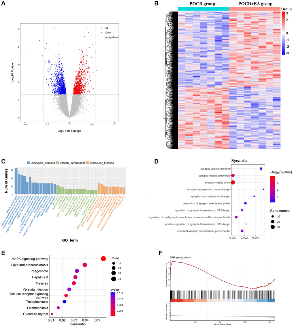 EA pretreatment alters the gene expression profile in the hippocampal CA1 region of POCD aged rats. (A) Differential gene volcano map. (B) Heatmap of differential gene cluster analysis. (C) GO enrichment analysis pathways. (D) GO enrichment analysis of synaptic pathways. (E) KEGG pathway enrichment scatter diagram. (F) GSEA gene enrichment analysis diagram of the MAPK signaling pathway.