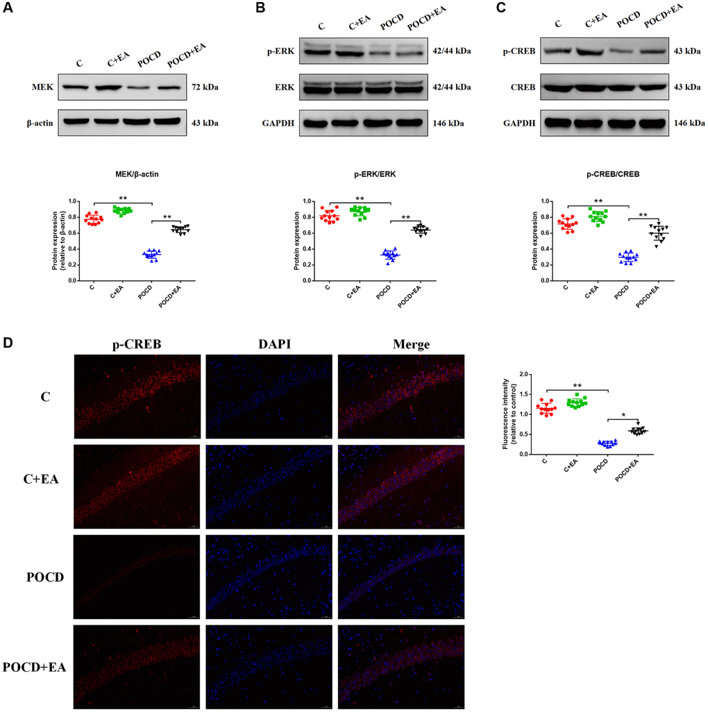 EA pretreatment activates the MAPK/ERK/CREB signaling pathway to exert a neuroprotective effect in rats with POCD. The expression of proteins related to the MAPK/ERK/CREB signaling pathway, including MEK (A), phosphorylated ERK/ERK (B) and phosphorylated CREB (pCREB)/CREB (C). (D) Representative immunostaining showing the colocalization of p-CREB (red) and DAPI (blue) in the CA1 of the hippocampus. Scale bar: 200 μm. Data are shown as means ± standard deviations. *p **p 
